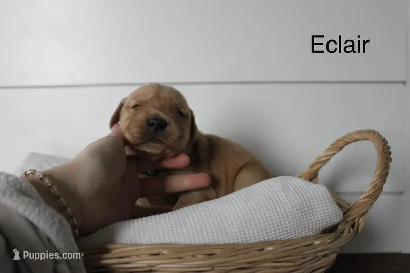 Eclair , a male Golden Retriever for sale in Dundee, NY – Photo 1 of 3