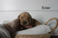 Eclair , a male Golden Retriever for sale in Dundee, NY – Photo 2 of 3