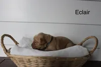 Eclair , a male Golden Retriever for sale in Dundee, NY – Photo 3 of 3