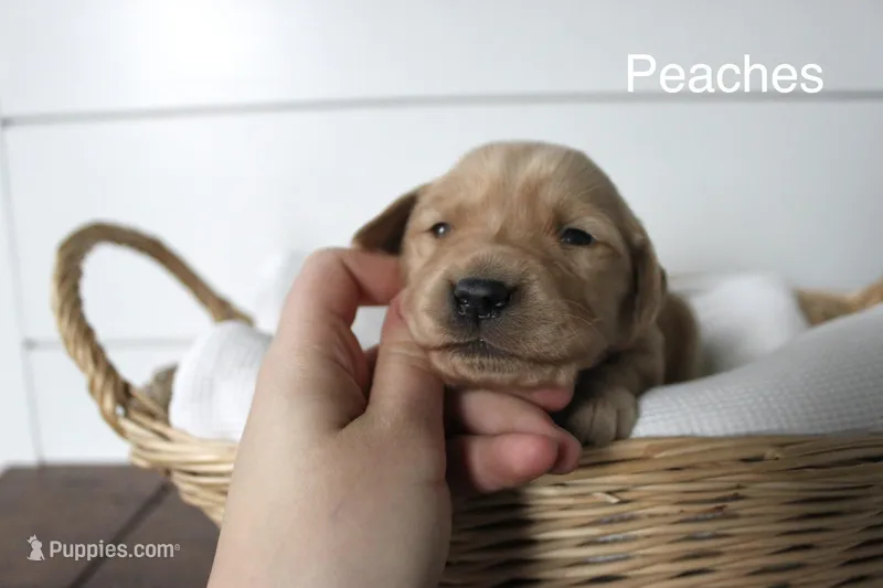 Peaches  – Golden Retriever puppy for sale in Dundee, NY