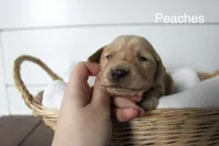 Peaches , a female Golden Retriever for sale in Dundee, NY – Photo 1 of 2