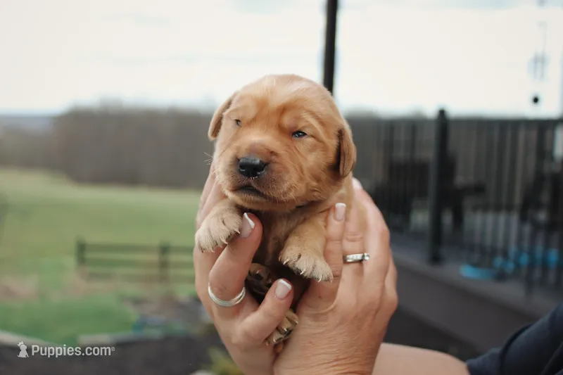 Cookie, a male Golden Retriever for sale in Dundee, NY – Photo 1 of 2