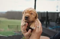 Cookie, a male Golden Retriever for sale in Dundee, NY – Photo 1 of 2