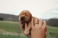 Cookie, a male Golden Retriever for sale in Dundee, NY – Photo 2 of 2