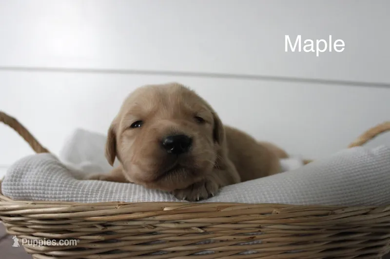 Maple – Golden Retriever puppy for sale in Dundee, NY