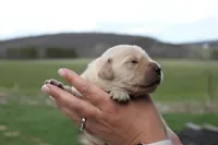 Churro, a male Golden Retriever for sale in Dundee, NY – Photo 2 of 2