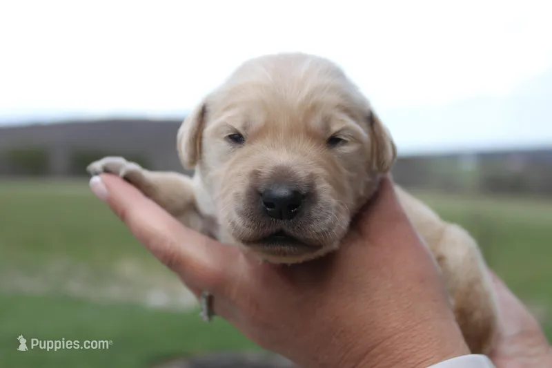 Churro, a male Golden Retriever for sale in Dundee, NY – Photo 1 of 2