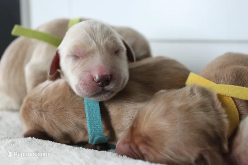 Waffles  – Golden Retriever puppy for sale in Dundee, NY