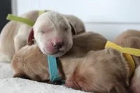 Waffles , a male Golden Retriever for sale in Dundee, NY – Photo 1 of 4