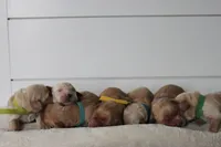 Waffles , a male Golden Retriever for sale in Dundee, NY – Photo 4 of 4