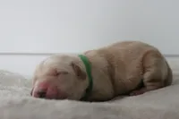 Waffles , a male Golden Retriever for sale in Dundee, NY – Photo 2 of 4