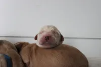 Waffles , a male Golden Retriever for sale in Dundee, NY – Photo 3 of 4