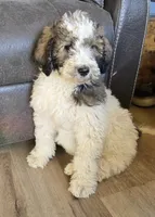 Breezy, a female Pyredoodle for sale in Harrison, MI – 2 of 5