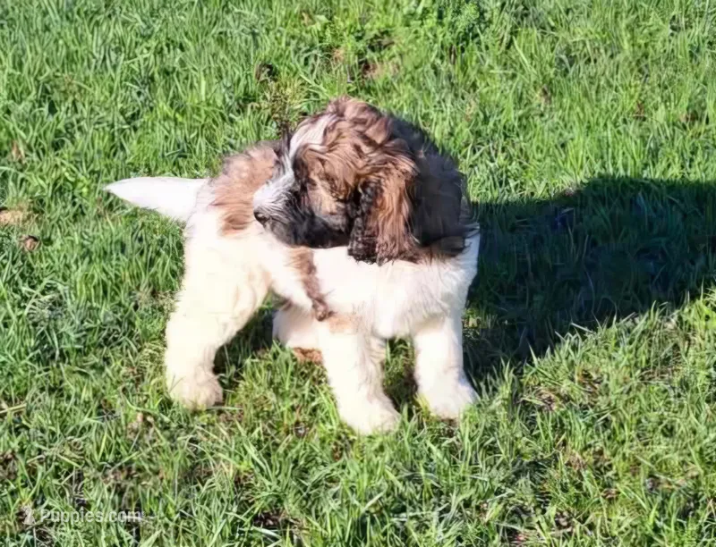 Brinley – Pyredoodle puppy for sale in Harrison, MI