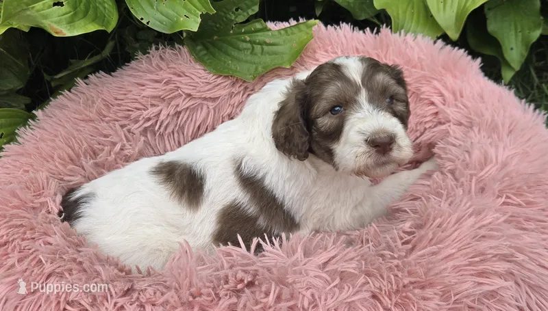 Bailey – Pyredoodle puppy for sale in Harrison, MI