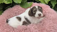 Bailey, a female Pyredoodle for sale in Harrison, MI – 1 of 4