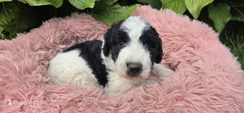 Blossom – Pyredoodle puppy for sale in Harrison, MI