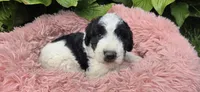 Blossom, a female Pyredoodle for sale in Harrison, MI – 1 of 3