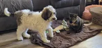 Breezy, a female Pyredoodle for sale in Harrison, MI – 4 of 5