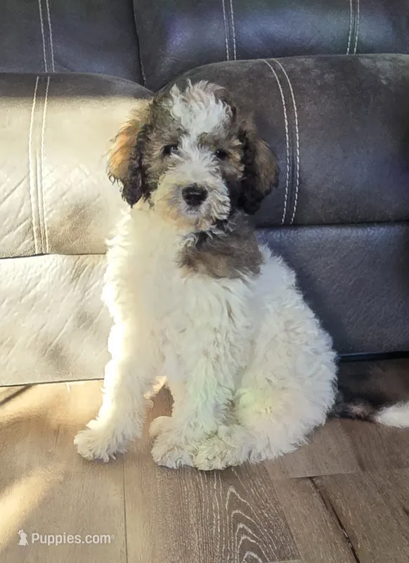 Breezy – Pyredoodle puppy for sale in Harrison, MI