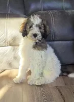 Breezy, a female Pyredoodle for sale in Harrison, MI – 1 of 5