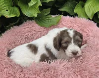 Bailey, a female Pyredoodle for sale in Harrison, MI – 3 of 4