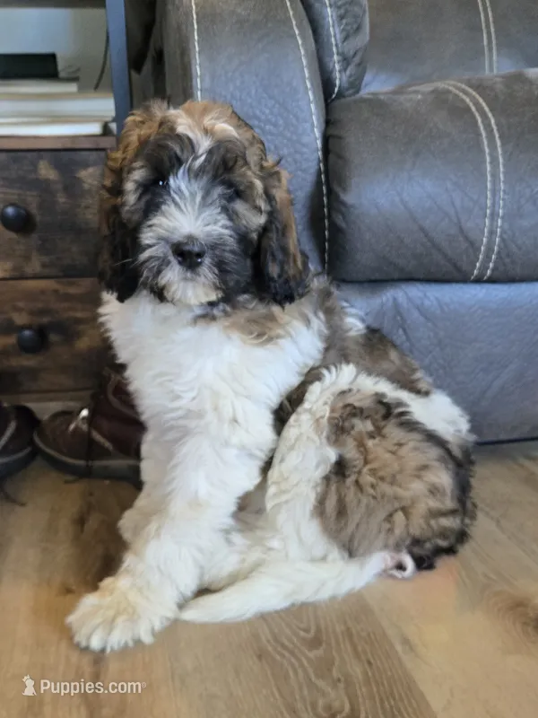 Brinley – Pyredoodle puppy for sale in Harrison, MI