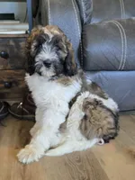 Brinley, a female Pyredoodle for sale in Harrison, MI – 1 of 4