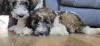 Brinley, a female Pyredoodle for sale in Harrison, MI – 4 of 4