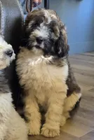 Brinley, a female Pyredoodle for sale in Harrison, MI – 2 of 4