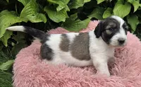 Biscuit , a female Pyredoodle for sale in Harrison, MI – 3 of 4