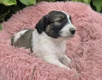 Biscuit , a female Pyredoodle for sale in Harrison, MI – 2 of 4