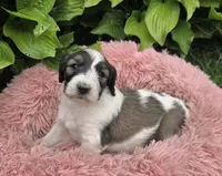 Biscuit , a female Pyredoodle for sale in Harrison, MI – 1 of 4