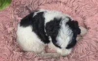 Blossom, a female Pyredoodle for sale in Harrison, MI – 3 of 3