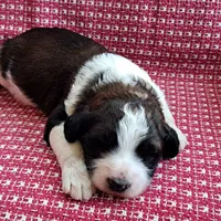 Sully, a male Pyredoodle for sale in Harrison, MI – Photo 5 of 5