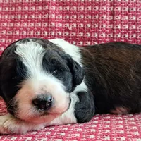 Sully, a male Pyredoodle for sale in Harrison, MI – Photo 3 of 5