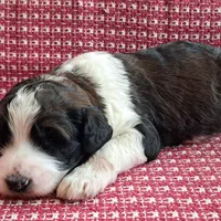 Sully, a male Pyredoodle for sale in Harrison, MI – Photo 4 of 5