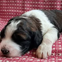 Sully, a male Pyredoodle for sale in Harrison, MI – Photo 2 of 5