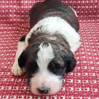 Sully, a male Pyredoodle for sale in Harrison, MI – Photo 1 of 5