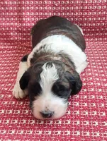 Sully, a male Pyredoodle for sale in Harrison, MI – Photo 1 of 5