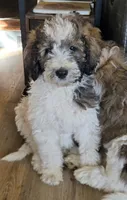 Breezy, a female Pyredoodle for sale in Harrison, MI – 5 of 5