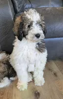 Breezy, a female Pyredoodle for sale in Harrison, MI – 3 of 5