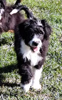 Sammy, a male Aussiedoodle for sale in Harrison, MI – Photo 2 of 2