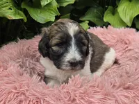 Brinley, a female Pyredoodle for sale in Harrison, MI – 1 of 4