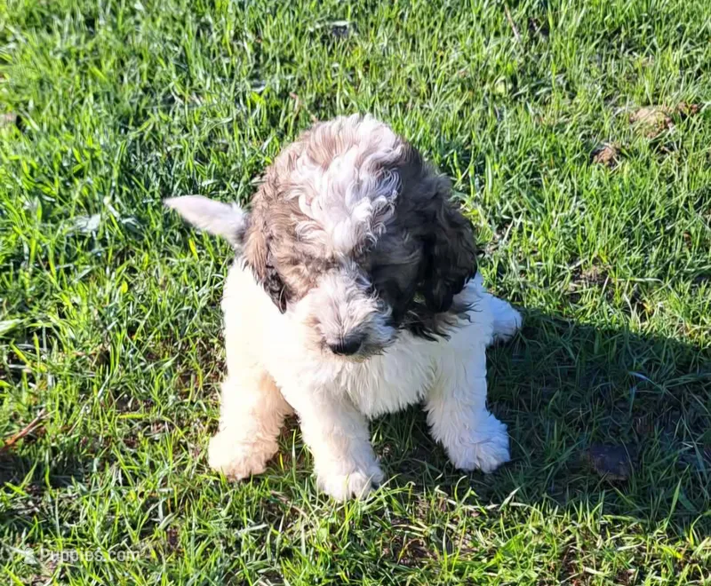 Breezy – Pyredoodle puppy for sale in Harrison, MI
