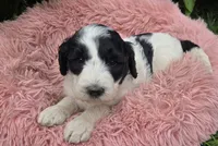 Bindi, a female Pyredoodle for sale in Harrison, MI – 3 of 4