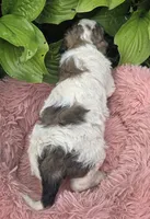 Breezy, a female Pyredoodle for sale in Harrison, MI – 3 of 3