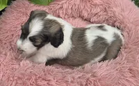 Biscuit , a female Pyredoodle for sale in Harrison, MI – 4 of 4