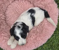 Bindi, a female Pyredoodle for sale in Harrison, MI – 4 of 4