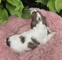 Bailey, a female Pyredoodle for sale in Harrison, MI – 4 of 4